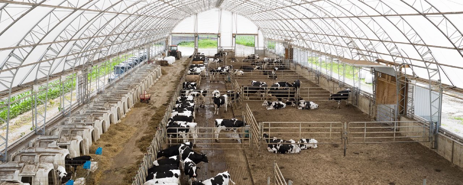 Dairy barn interior with cows under arched fabric roof and natural daylight